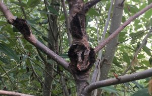 Genetic behavior reveals cause of death in poplars essential to ecosystems, industry
